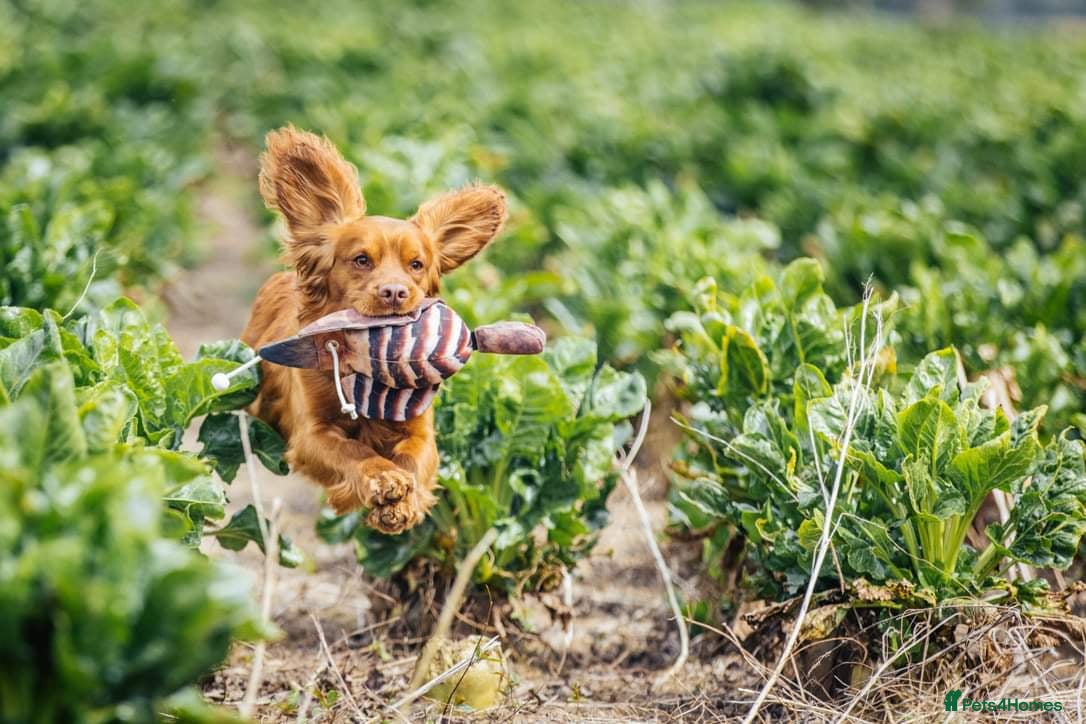 Cocker Spaniel dogs 💥HealthTested champ bred working cocker spaniel💥 in Cranbrook - Advert 1