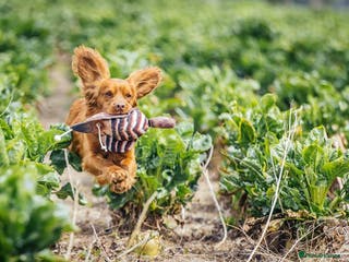Cocker Spaniel dogs 💥HealthTested champ bred working cocker spaniel💥 in Cranbrook - Advert 1