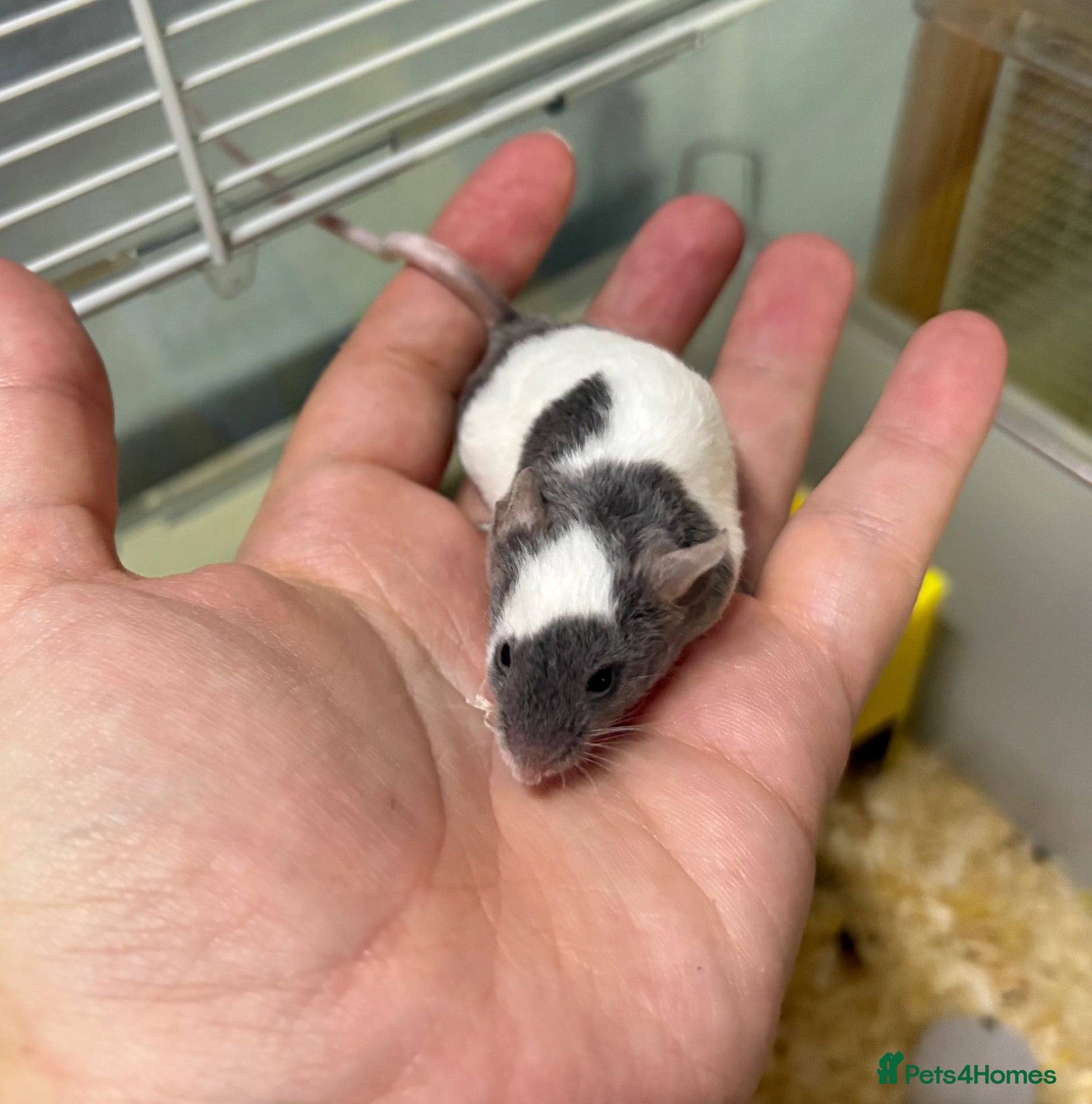 Mouse rodents FRIENDLY BABY MALE FANCY MICE FOR SALE - Advert 16
