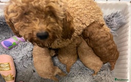 Miniature Poodle dogs for sale: Miniature poodles - Image 2