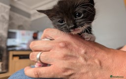 Mixed Breed cats for sale: Ragdoll Mix Kittens  - Image 4