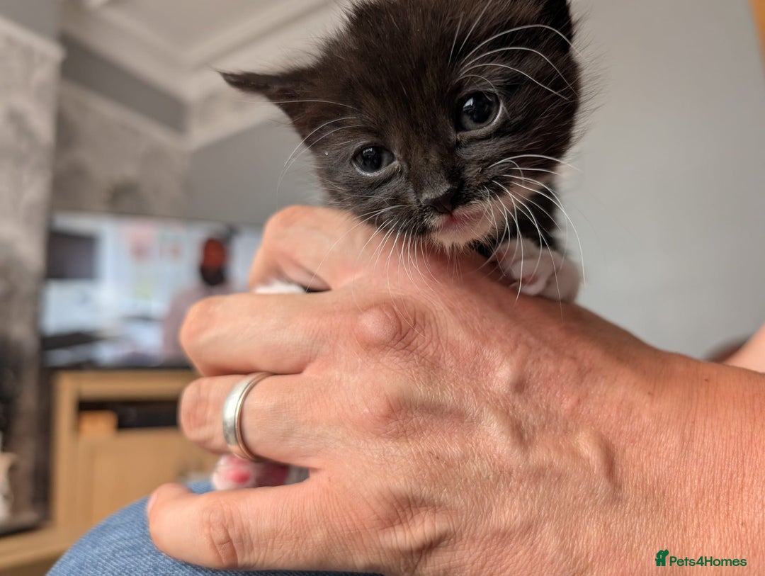 Mixed Breed cats for sale: Ragdoll Mix Kittens  - Image 4