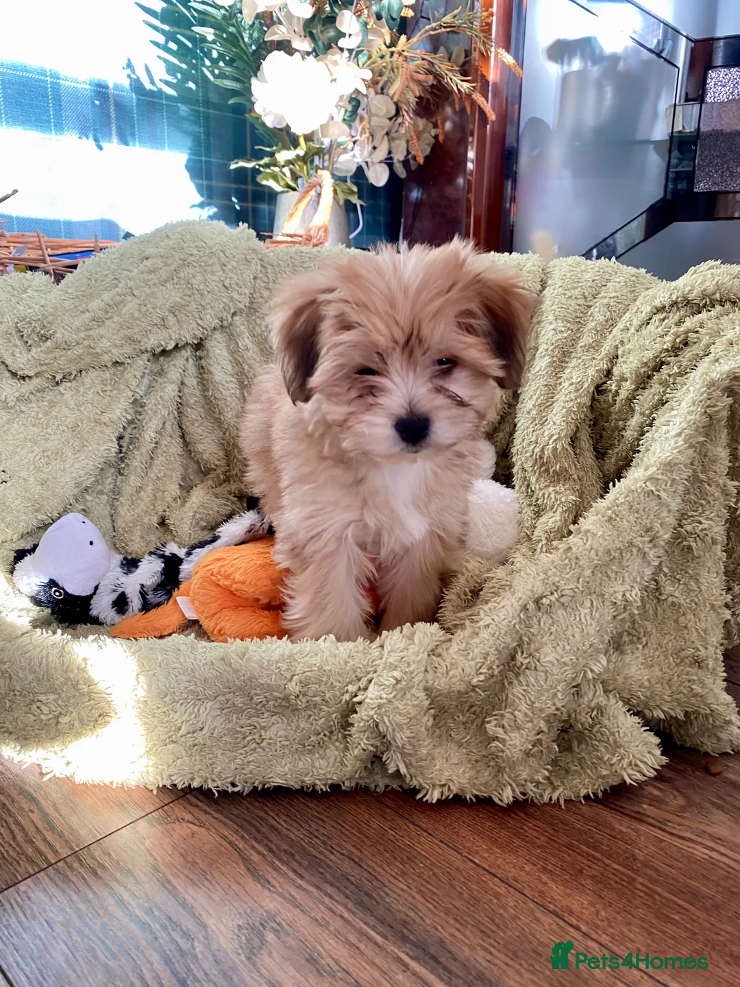 Morkie dogs for sale: Morkie puppies  - Advert 18