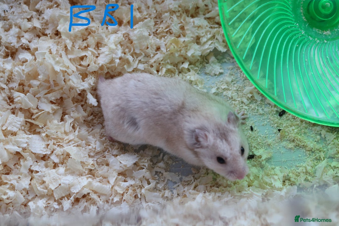 Hamster rodents for sale: Young Syrian Hamsters - Image 3