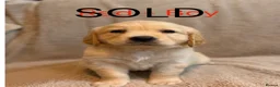 Golden Retriever dogs for sale: LAST 1⭐️ KC Registered Golden Retriever Puppies ⭐️ - Advert 2