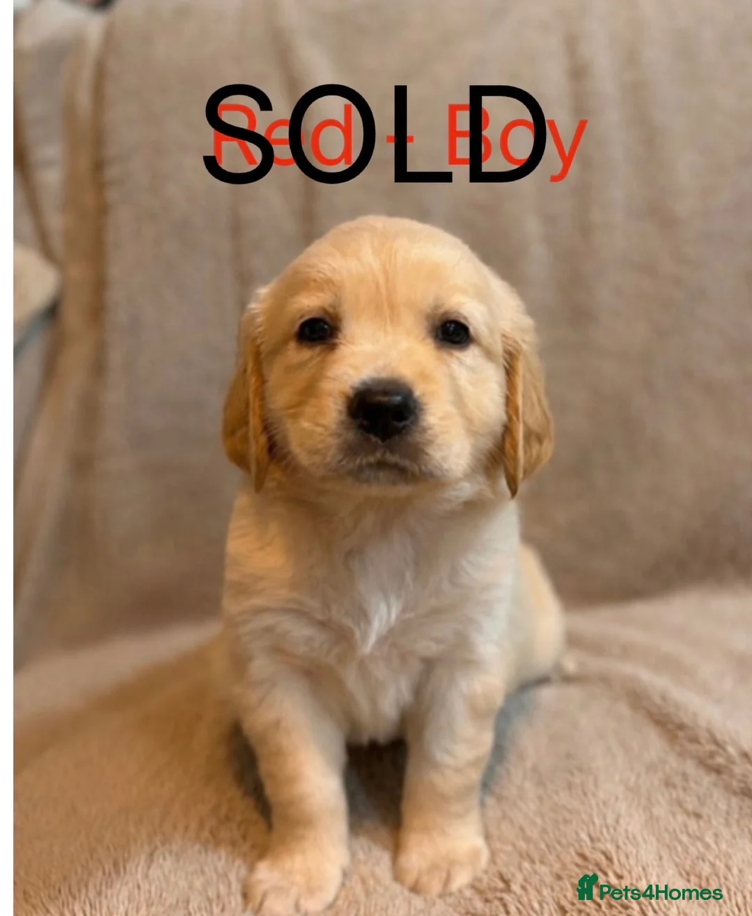 Golden Retriever dogs for sale: LAST 1⭐️ KC Registered Golden Retriever Puppies ⭐️ - Advert 2