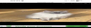 Ragdoll 1