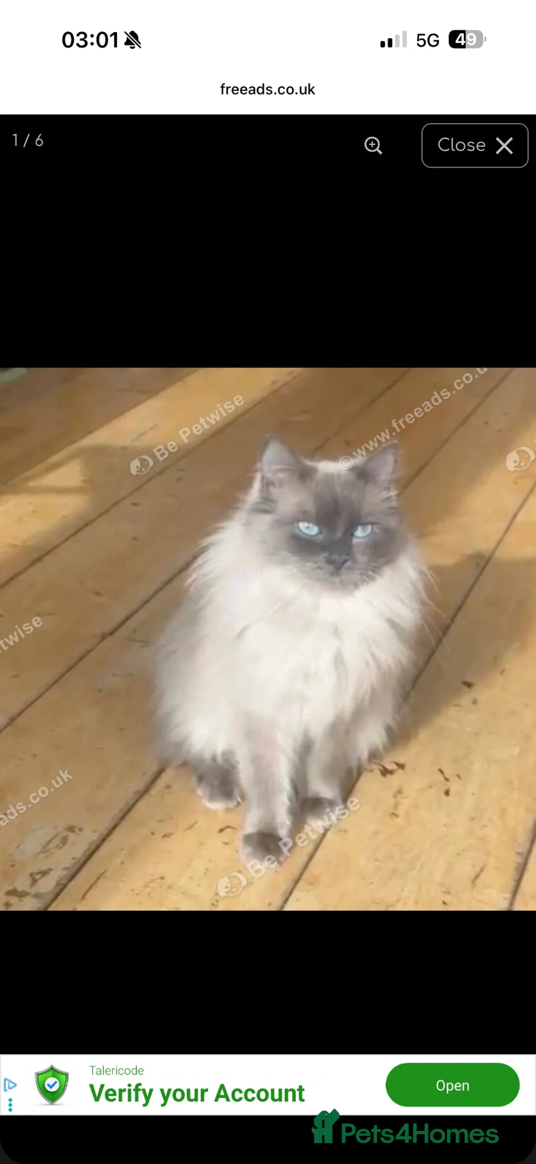 Ragdoll cats for sale: Ragdoll lilac point  - Advert 2