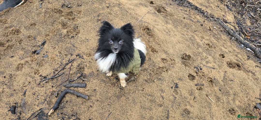 Pomchi dogs for stud: Pomchi Male For Stud in Nottingham - Image 4