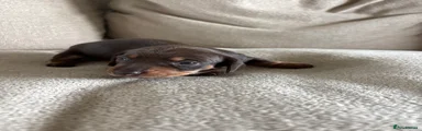 Miniature Dachshund 1