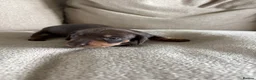 Miniature Dachshund dogs for sale: KC registered Miniature Dachshund  in Gloucester - Advert 10