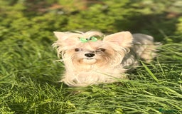 Yorkshire Terrier dogs for sale: Gorgeous Yorkshire puppies  - Image 23