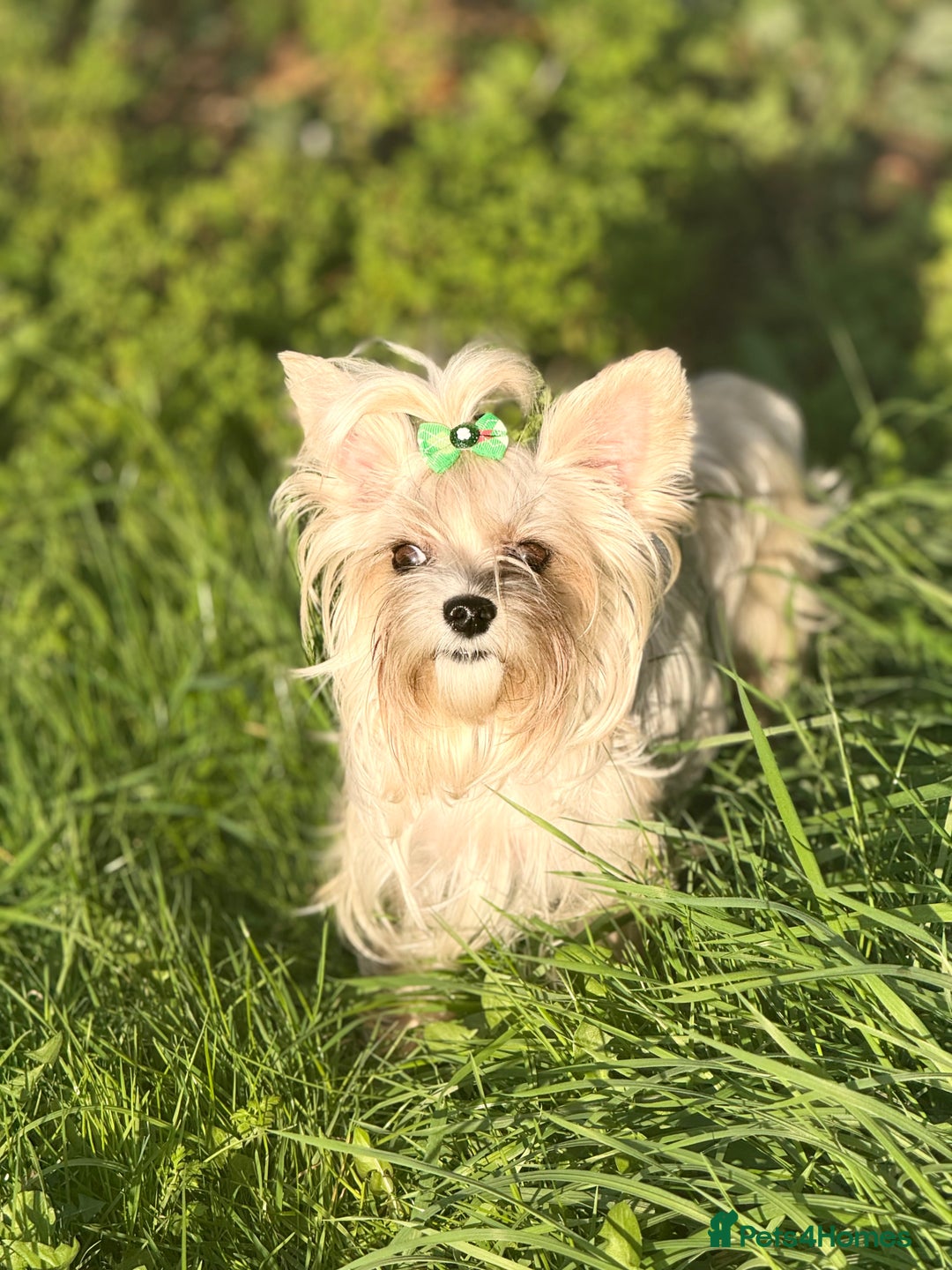 Yorkshire Terrier dogs for sale: Gorgeous Yorkshire puppies  - Image 23