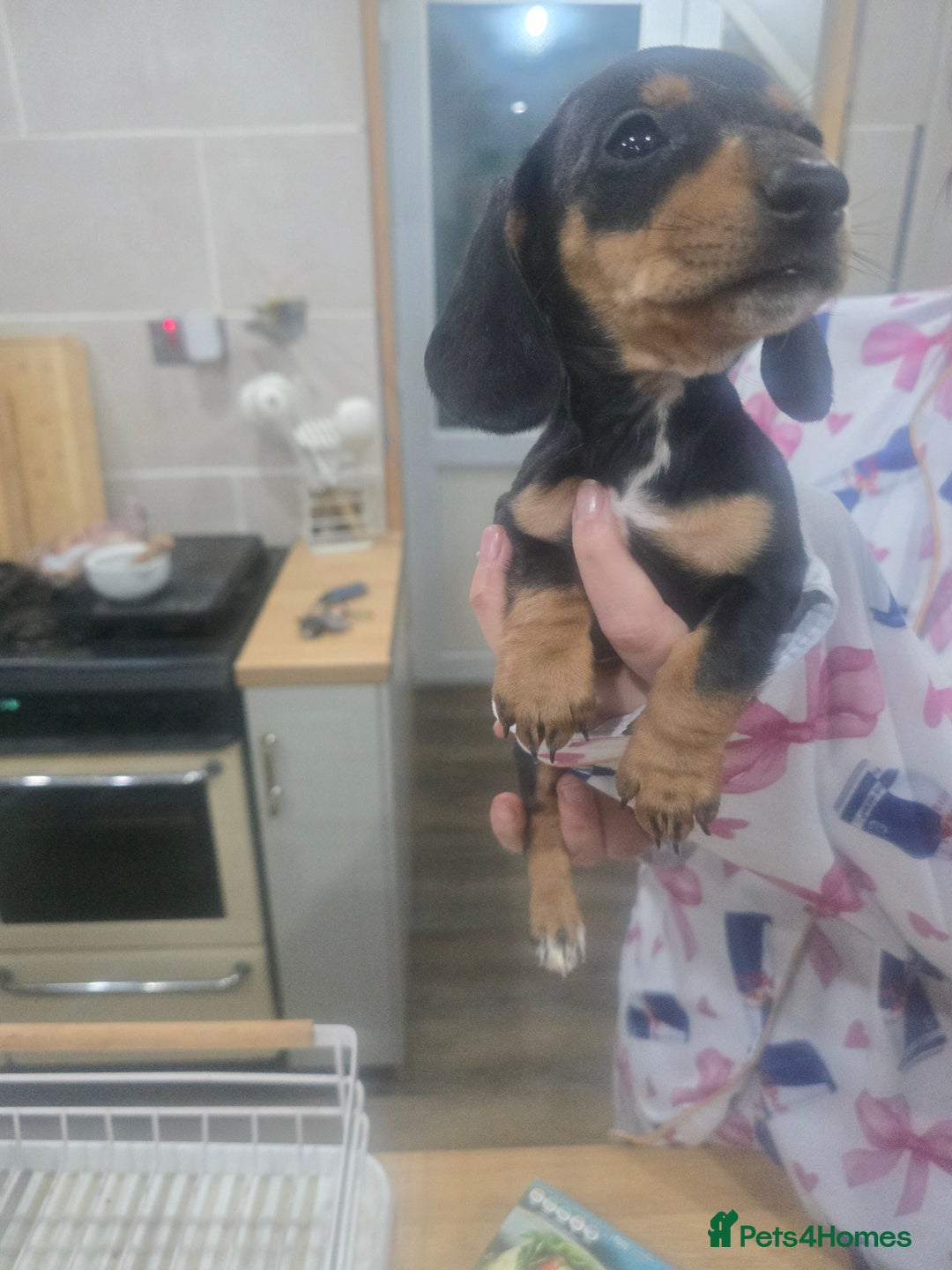 Dachshund dogs for sale: Dachsund puppies for sale  - Advert 11