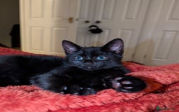 Mixed Breed cats for sale: Adorable girl kitten ready now 🖤🖤 - Image 3
