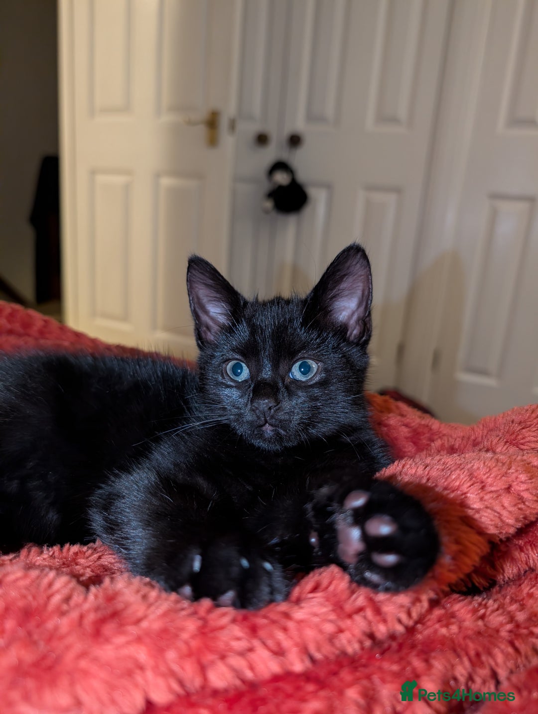 Mixed Breed cats for sale: Adorable girl kitten ready now 🖤🖤 - Image 3