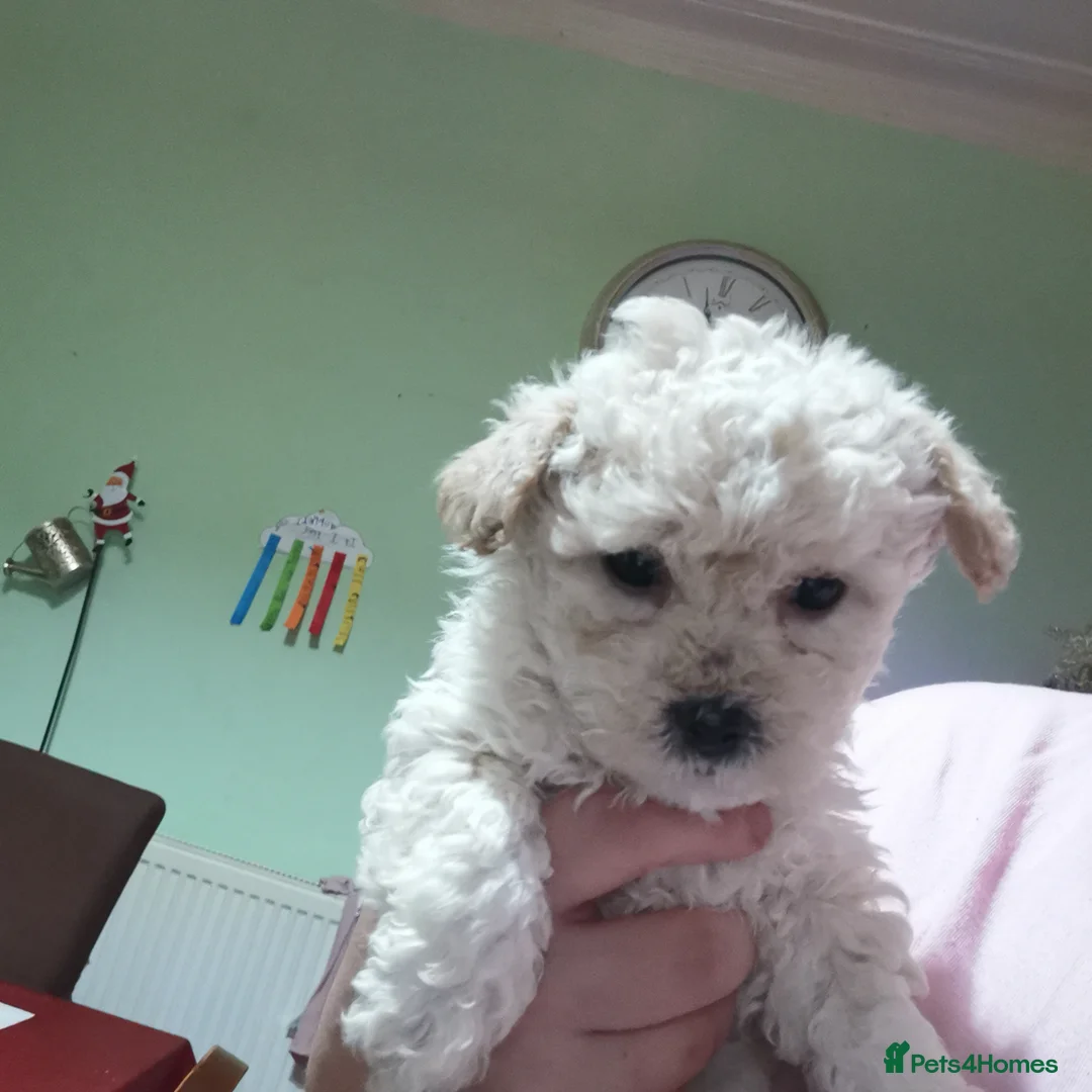 Bichon Frise dogs for sale: 3 beautifuls puppy Bichon Maltese - Advert 3