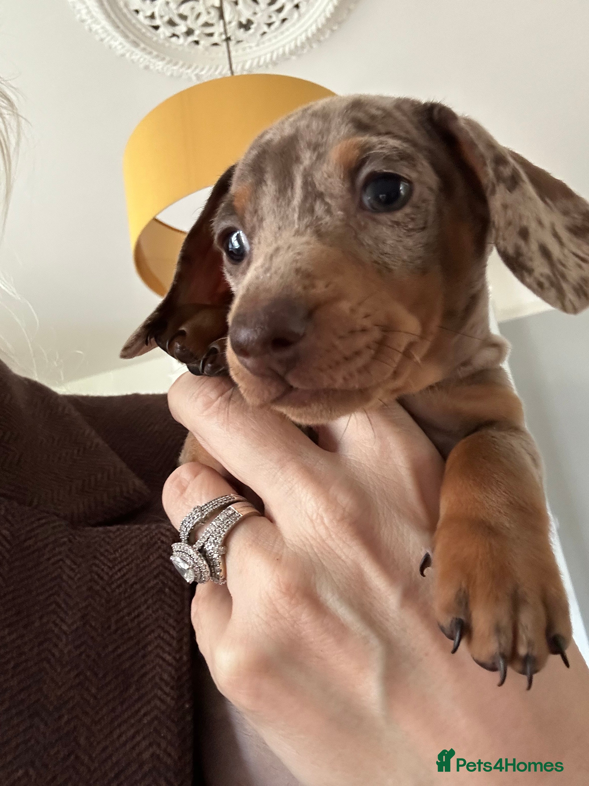 Miniature Dachshund dogs Miniature Daschshund Puppies Ready to go now - Advert 2