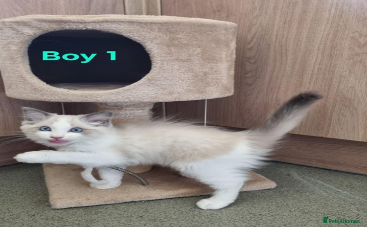 Ragdoll cats - Advert 13