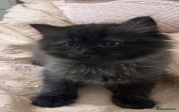 Persian cats for sale: Pershadoll’s 😍half Pershian half Ragdoll. - Image 8