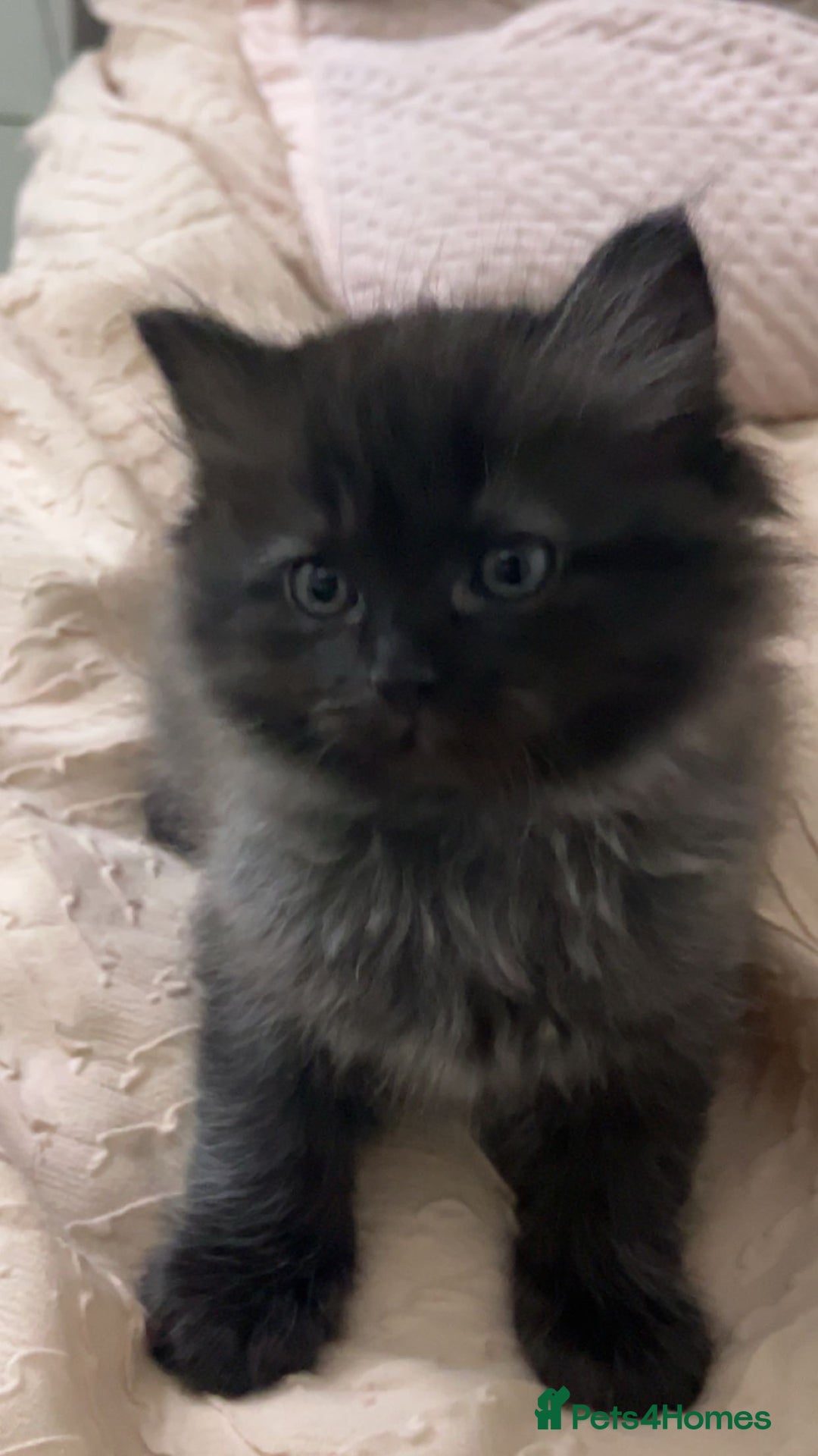 Persian cats for sale: Pershadoll’s 😍half Pershian half Ragdoll. - Image 8