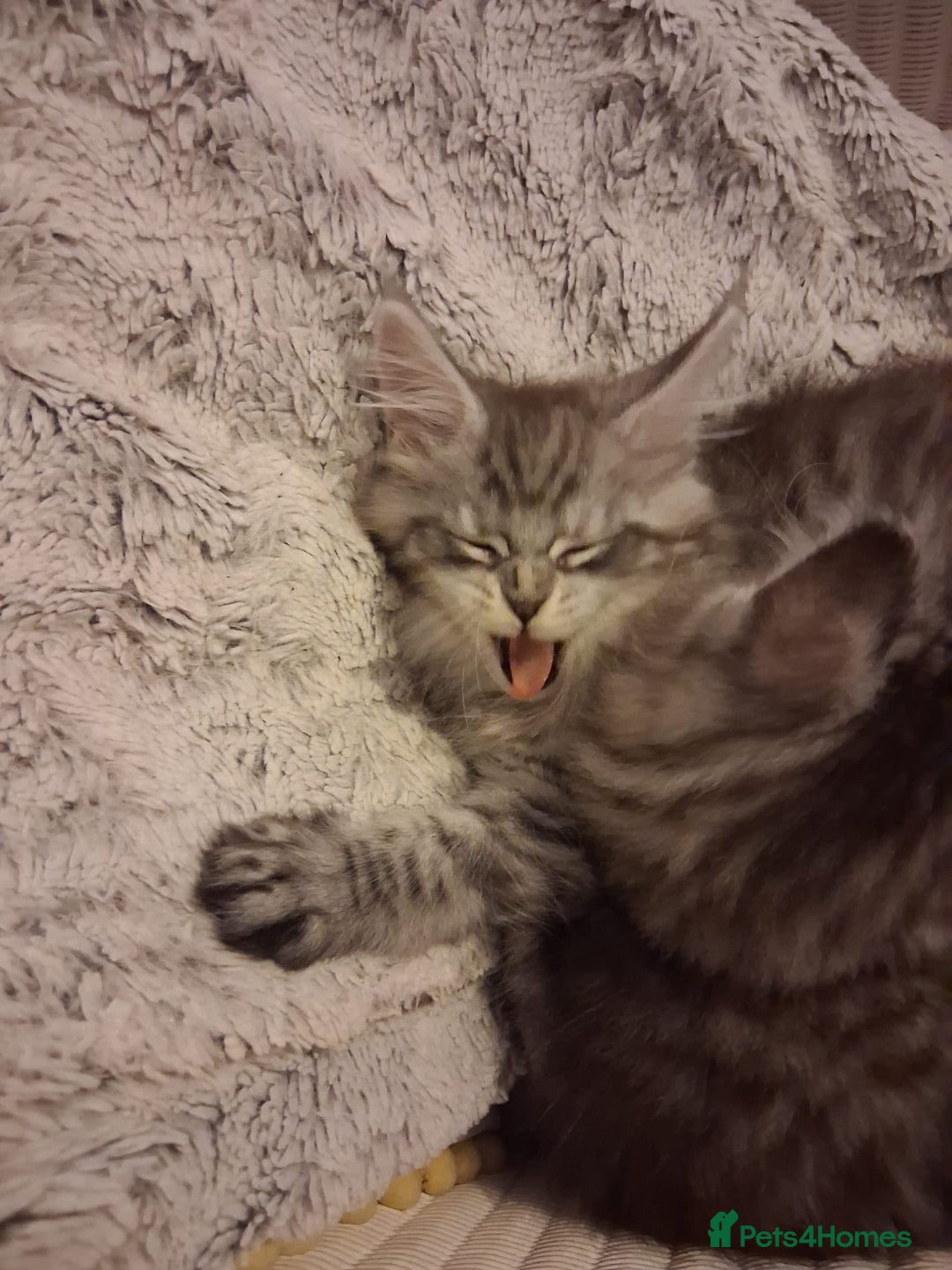 Maine Coon cats for sale: Beautiful Maine coon kittens 🤍🖤 - Advert 8