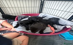 Labrador Retriever dogs for sale: Stunning Labrador with free insurance fox/black - Image 1