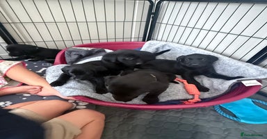 Labrador Retriever dogs - Advert 8