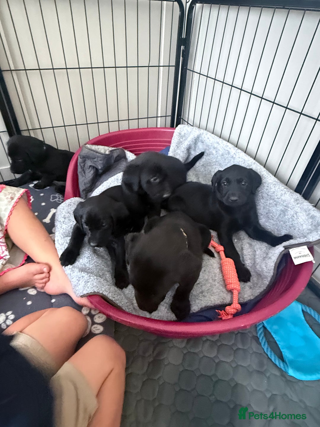 Labrador Retriever dogs for sale: Stunning Labrador with free insurance fox/black - Image 1