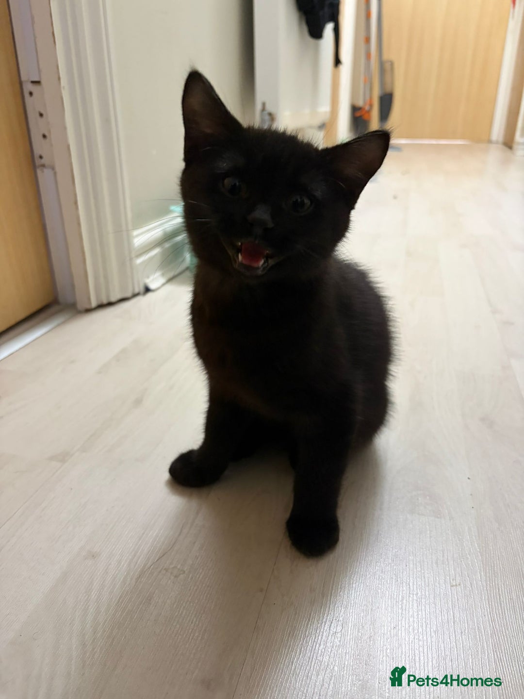 British Shorthair cats for sale: Half Breed British Short Hair Kittens  - Image 12