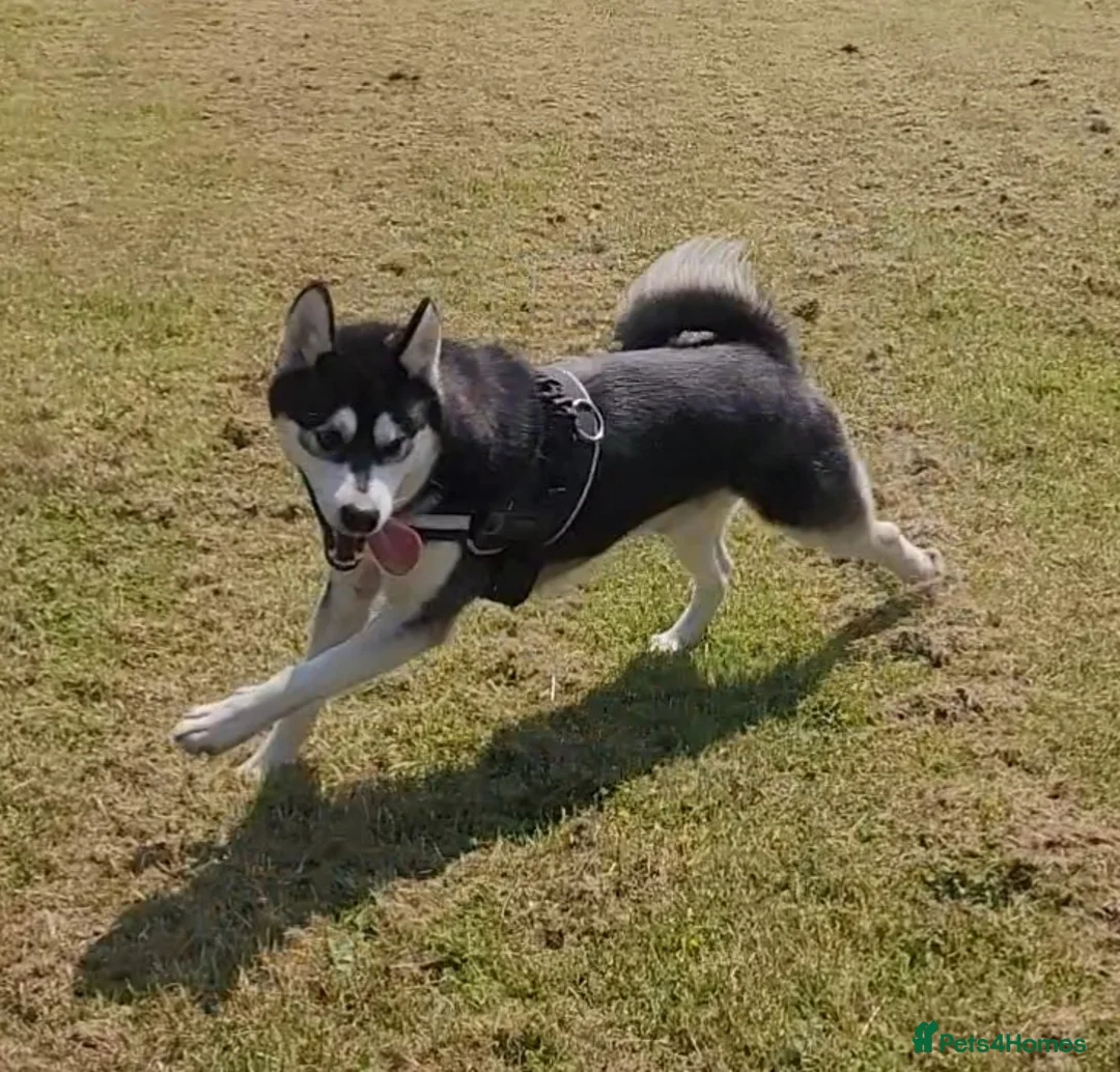 Alaskan Malamute dogs for stud: "Proven" Alaskan malamute for stud  in Sheffield - Advert 12