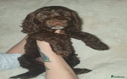 Cockapoo dogs for sale: F2 cockapoos  - Image 23