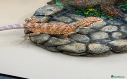 Bearded Dragon reptiles for sale: 🔥Last clutch this year!! Baby bearded dragons 🔥 - Image 7