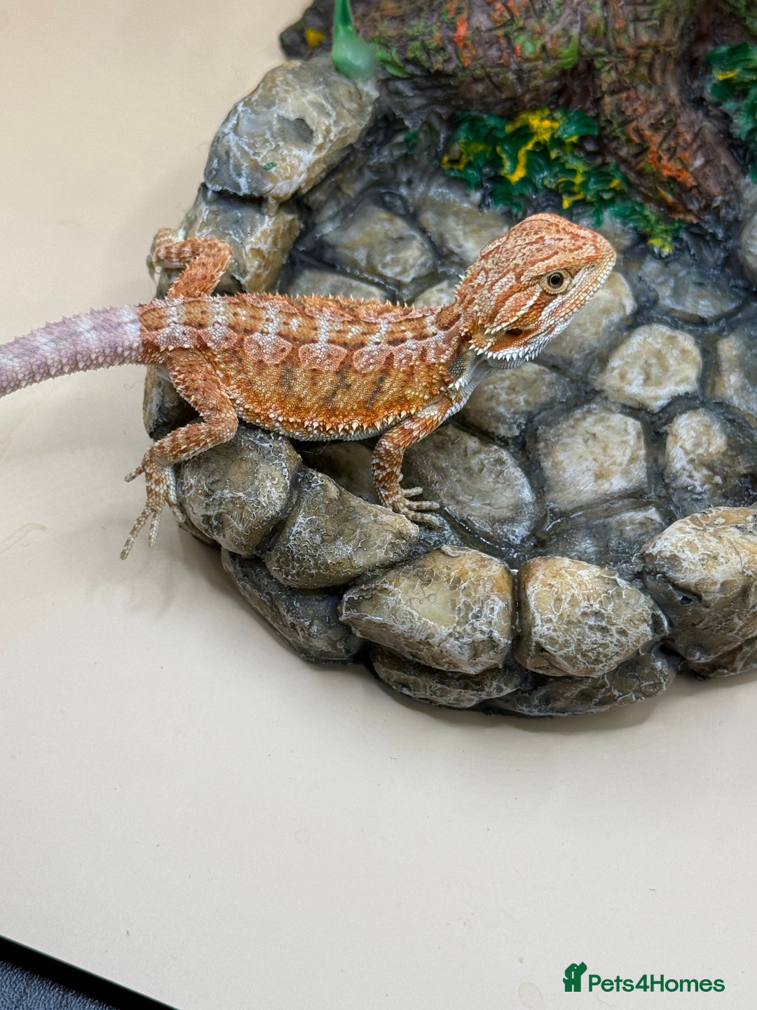 Bearded Dragon reptiles for sale: 🔥Last clutch this year!! Baby bearded dragons 🔥 - Image 7
