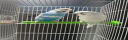 Budgerigars birds for sale: Few pair of budgies with cage  - Advert 3