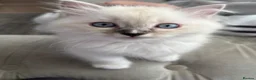 Ragdoll cats for sale: Stunning Ragdoll kittens - READY TO LEAVE NOW!! - Advert 32