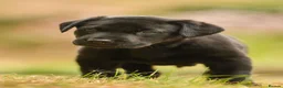 Labrador Retriever dogs for sale: Lovely Black Labrador boy puppy available in Bures - Advert 2