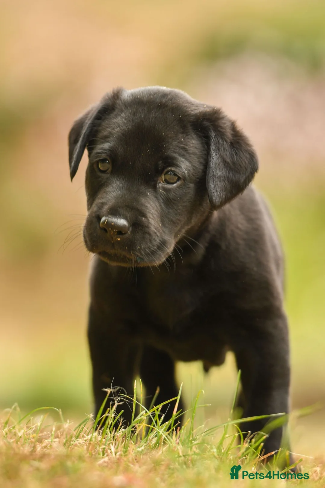 Labrador Retriever dogs for sale: Lovely Black Labrador boy puppy available in Bures - Advert 2