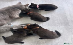 British Shorthair cats for sale:  British short hair kittens  - Image 7