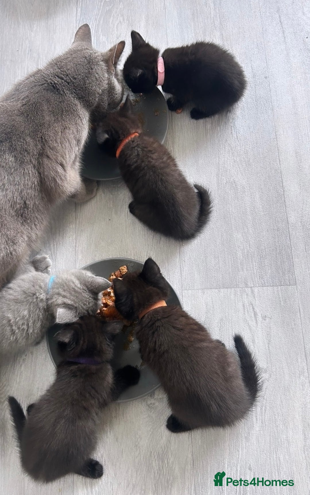 British Shorthair cats for sale:  British short hair kittens  - Image 7