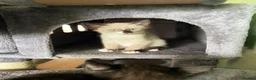 Mixed Breed cats for sale: Adorable kittens ready for there forever families  - Advert 2