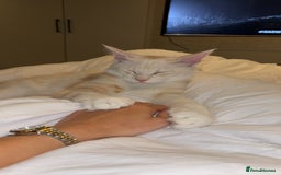 Maine Coon cats for sale: Stunning Red Smoke Male Maine Coon - Image 5