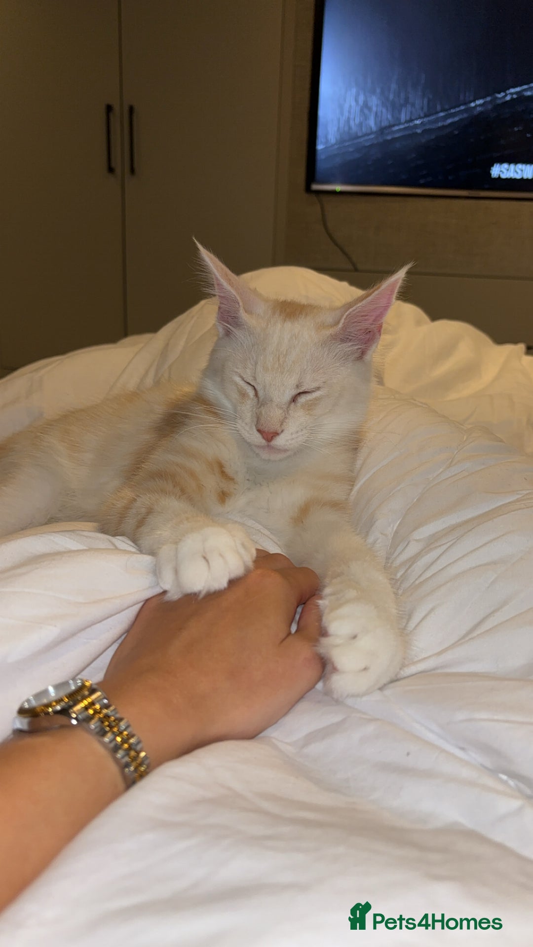 Maine Coon cats for sale: Stunning Red Smoke Male Maine Coon - Image 5