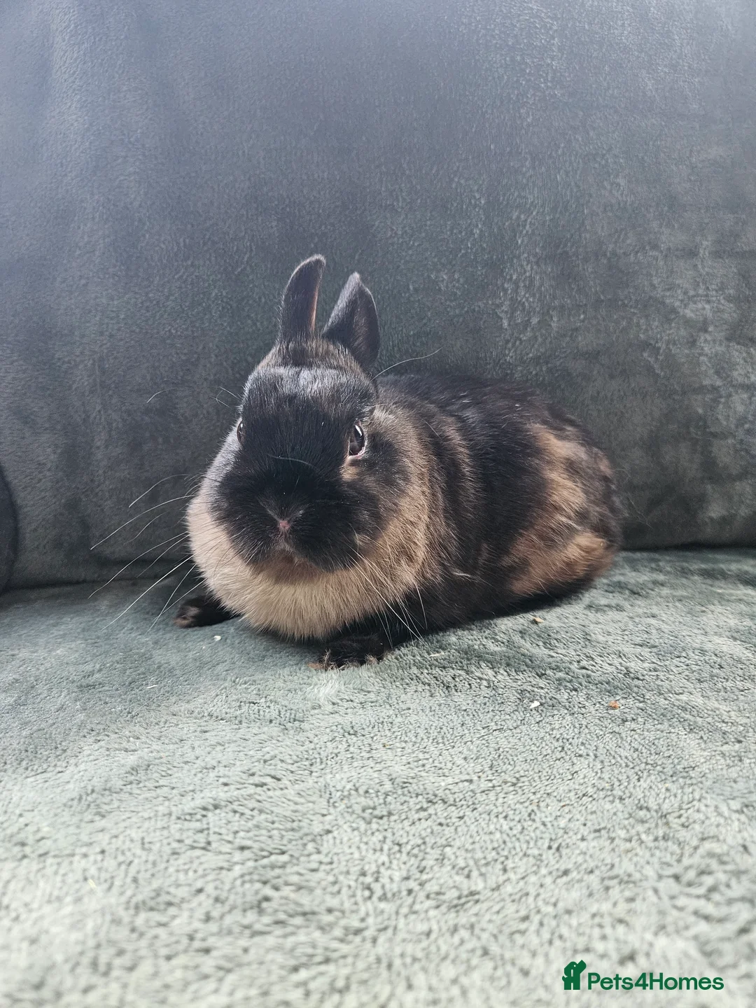 Mixed Breed rabbits for sale: Netherland Dwarf sable buck* last one left** - Advert 5