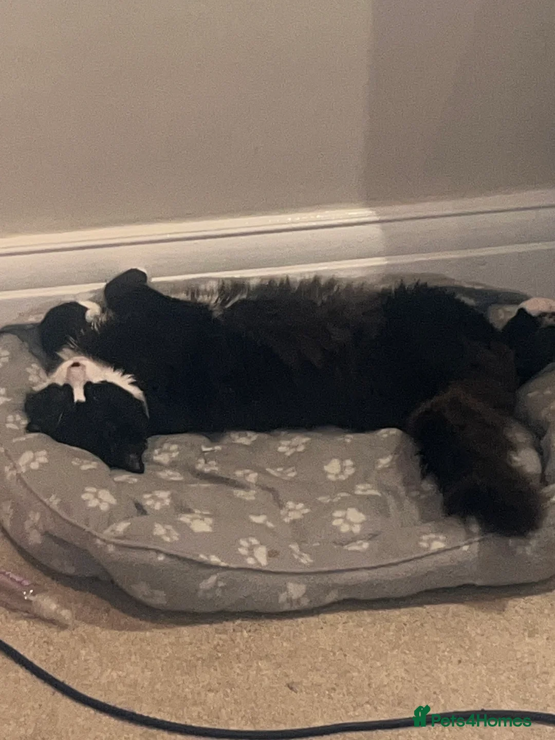 Mixed Breed cats for sale: 8 month old medium haired male - Advert 5