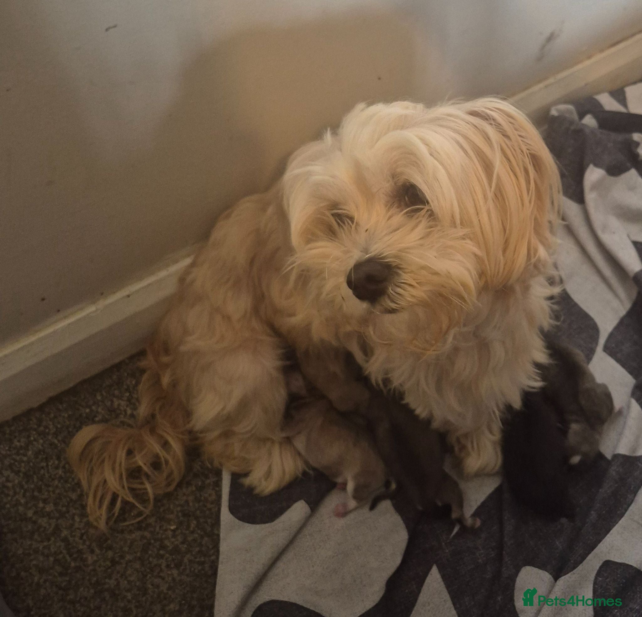 Mixed Breed dogs 6 beautiful puppies looking for forever homes  - Advert 1