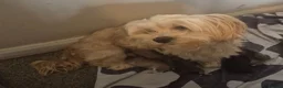 Mixed Breed dogs for sale: 6 beautiful puppies looking for forever homes  - Advert 1