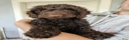 Cockapoo dogs for sale: Stunning 10 week f2b cockapoo boy - Advert 7