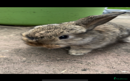 Mini Lop rabbits for sale: 3 Female Mini Lops in Swadlincote - Image 6