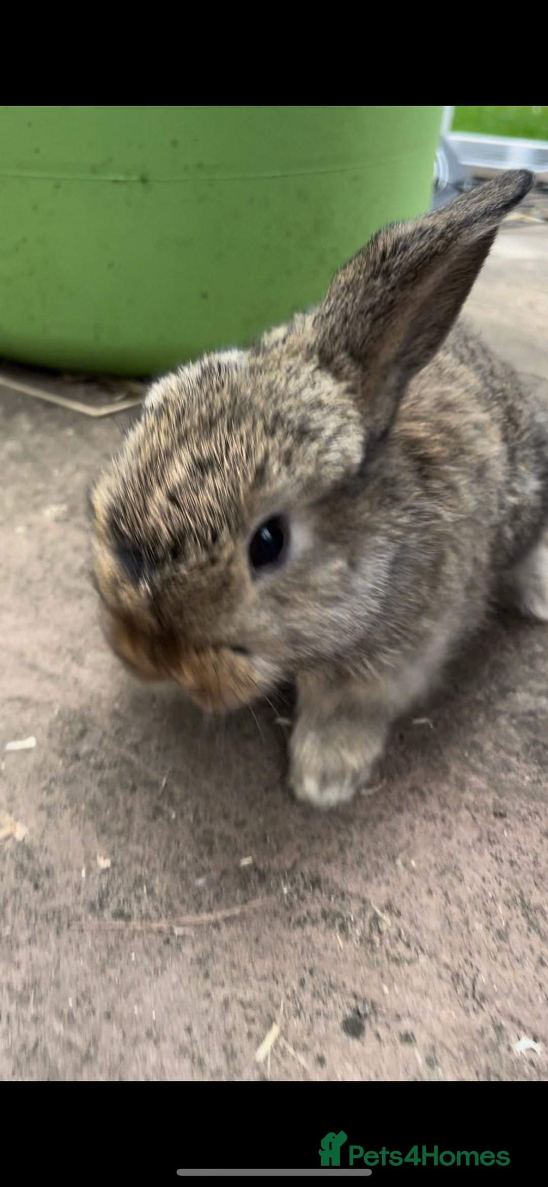 Mini Lop rabbits for sale: 3 Female Mini Lops in Swadlincote - Image 6